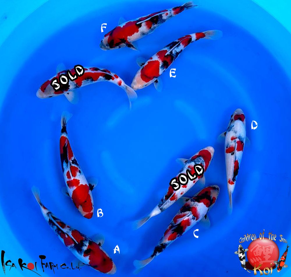 Imported Japan Koi — Children of the Sun Koi - Japanese Koi Imported Japan Koi — Children of the Sun Koi - Japanese Koi